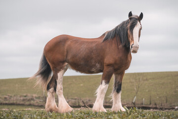 Pic of Barnabas (Barney)