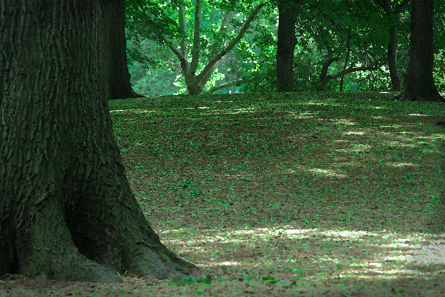Forest clearing