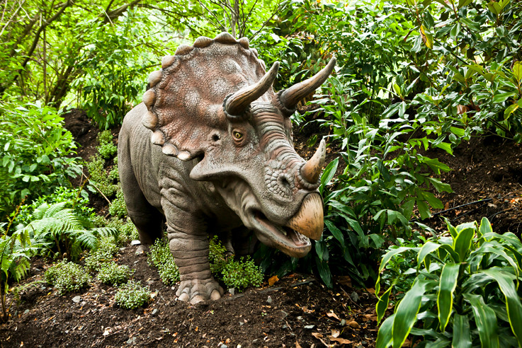 Triceratops pic